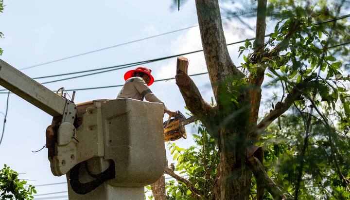 Tree care and maintenance services in Hamden