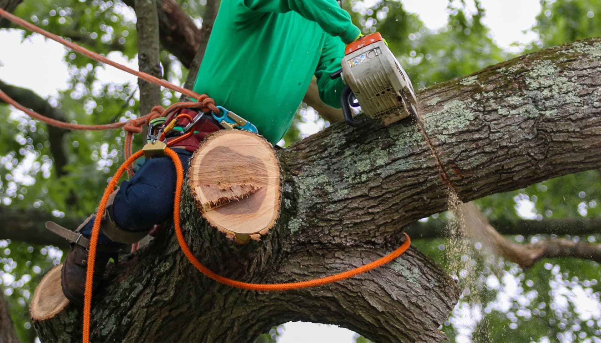 Relax with Hamden best tree removal.