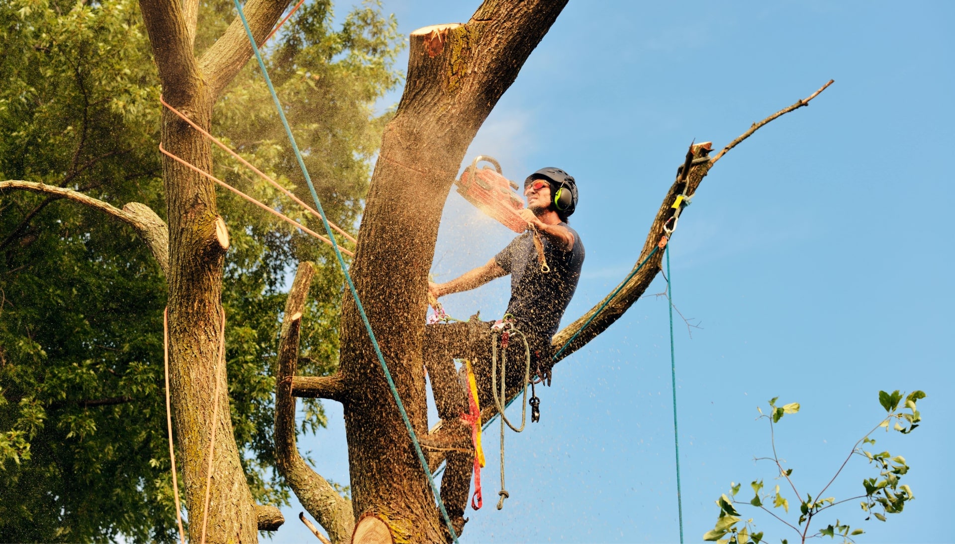 Hamden tree removal experts solve tree issues.