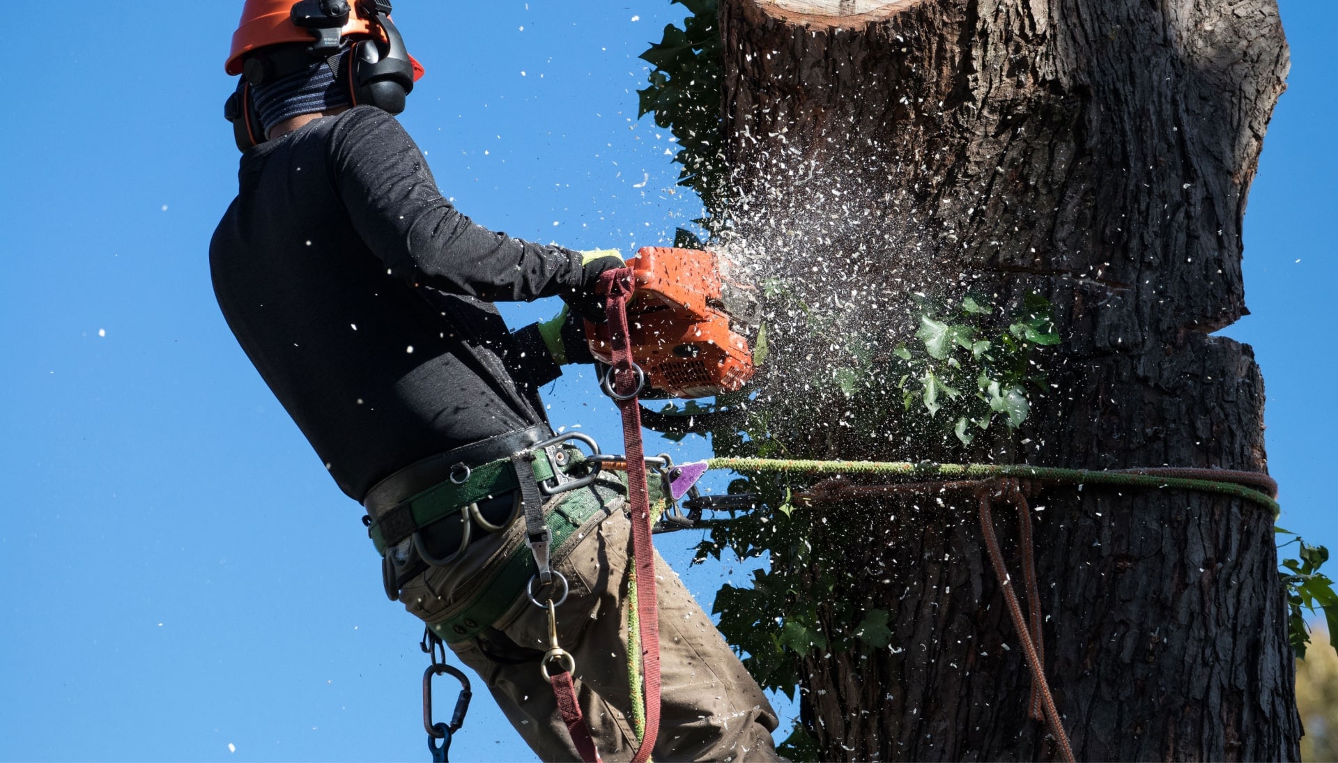 Professional Tree removal solutions in Hamden